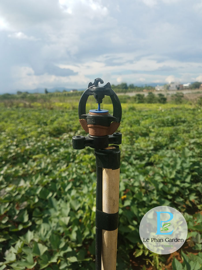 Tưới khoai lang sử dụng béc tưới S2000 260 lít/giờ